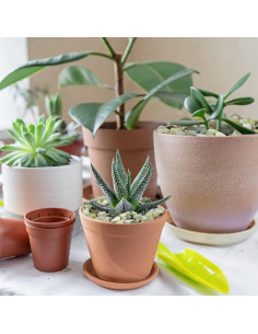 Piedras Pulidas Decorativas Jade Natural 0.91 kg para Jardinería 2