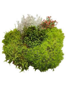 Surtido de Musgo y Liquen Orgánico para Terrario 15x23cm