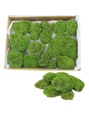 Almohada de Musgo Preservado FAICOIA Verde 2.5 m Sin Mantenimiento