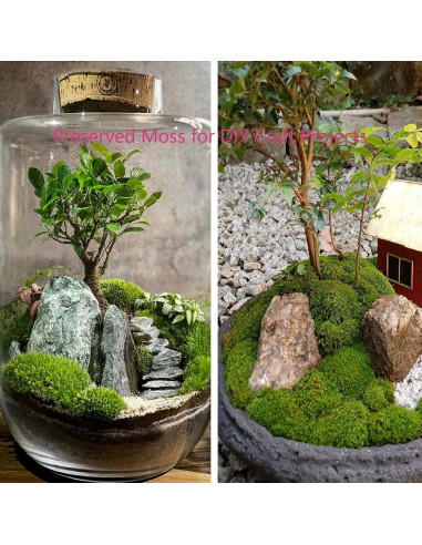 Almohada de Musgo Preservado FAICOIA Verde 2.5 m Sin Mantenimiento