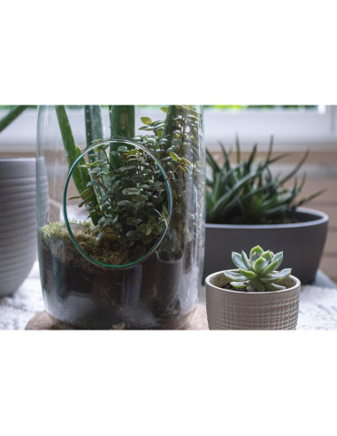 Terrario Colgante de Vidrio WGV 13" (33 cm) para Suculentas