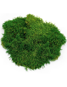 Musgo Real Galápagos 8QT para Terrarios Tropicales 2