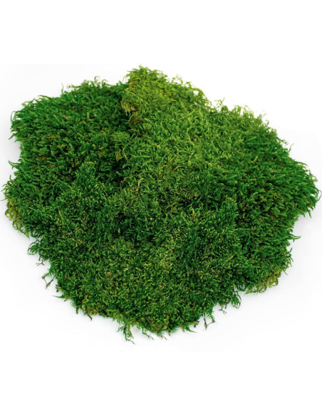 Musgo Real Galápagos 8QT para Terrarios Tropicales