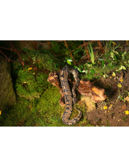 Musgo Real Galápagos 8QT para Terrarios Tropicales