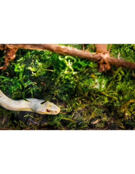 Musgo Real Galápagos 8QT para Terrarios Tropicales