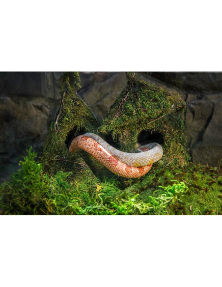 Musgo Real Galápagos 8QT para Terrarios Tropicales