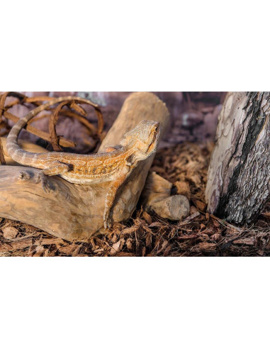 Musgo Real Galápagos 8QT para Terrarios Tropicales