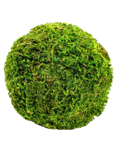 Bola de Musgo SuperMoss 6.35 cm Verde Fresco para Decoración