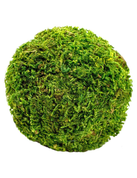 Bola de Musgo SuperMoss 6.35 cm Verde Fresco para Decoración