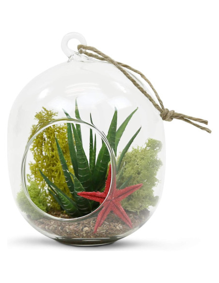 Terrario de Vidrio Colgante WGV 12.7x15.24 cm para Suculentas