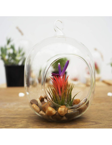 Terrario de Vidrio Colgante WGV 12.7x15.24 cm para Suculentas