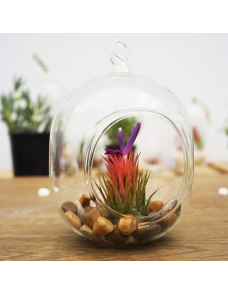 Terrario de Vidrio Colgante WGV 12.7x15.24 cm para Suculentas