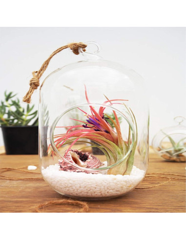 Terrario de Vidrio Colgante WGV 12.7x15.24 cm para Suculentas