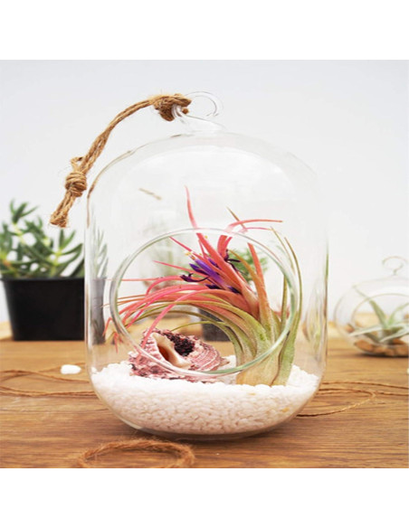 Terrario de Vidrio Colgante WGV 12.7x15.24 cm para Suculentas