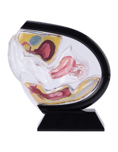 Modelo de Útero Transparente Luoxun-LX 24x23x9 cm PVC Negro