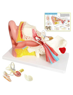 Modelo de Anatomía del Oído Humano Evotech 4 Piezas 3X