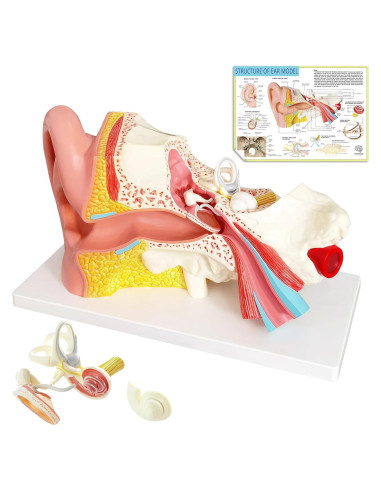 Modelo de Anatomía del Oído Humano Evotech 4 Piezas 3X