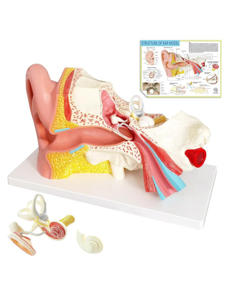 Modelo de Anatomía del Oído Humano Evotech 4 Piezas 3X