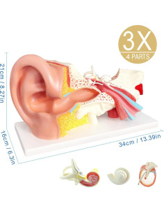 Modelo de Anatomía del Oído Humano Evotech 4 Piezas 3X 2