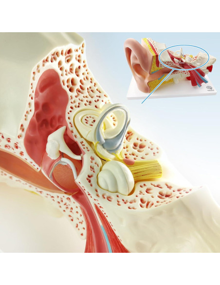 Modelo de Anatomía del Oído Humano Evotech 4 Piezas 3X