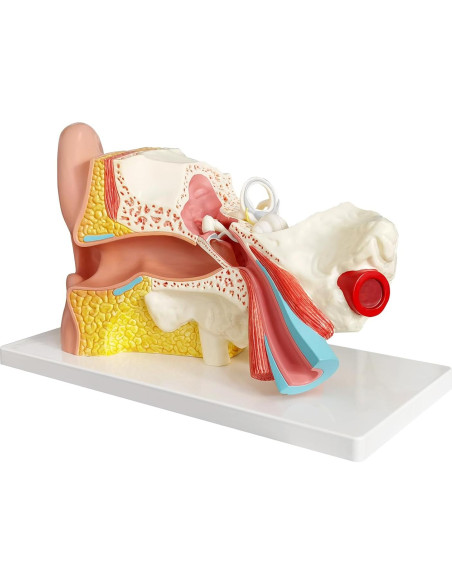 Modelo de Anatomía del Oído Humano Evotech 4 Piezas 3X