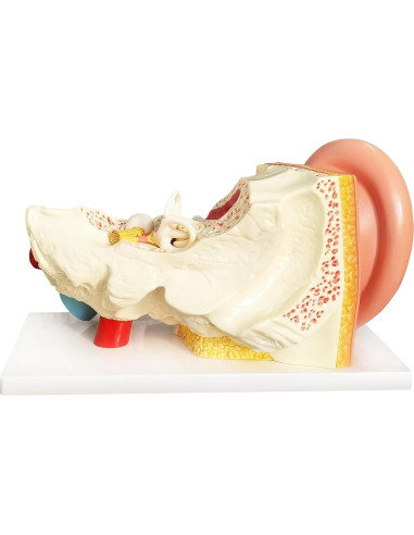 Modelo de Anatomía del Oído Humano Evotech 4 Piezas 3X