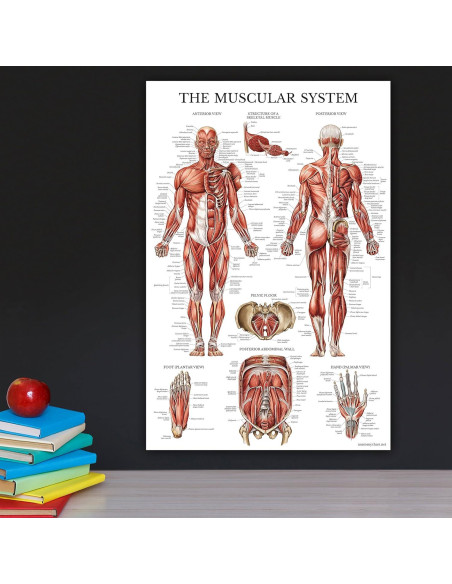 Conjunto de Pósters Anatómicos Palace Learning - 2 Laminados 45.72x60.96 cm