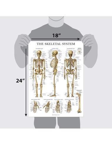 Conjunto de Pósters Anatómicos Palace Learning - 2 Laminados 45.72x60.96 cm