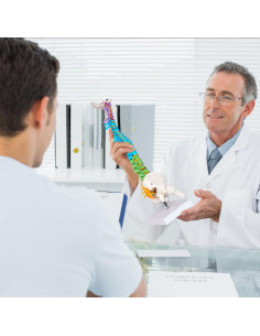 Modelo de Columna Vertebral Mini Breesky 39.37 cm Colorido 2