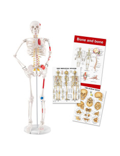 Esqueleto Humano Mini TYRRDE 85 cm con Brazos y Piernas Removibles