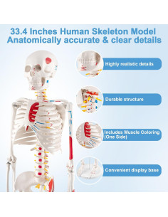 Esqueleto Humano Mini TYRRDE 85 cm con Brazos y Piernas Removibles 2