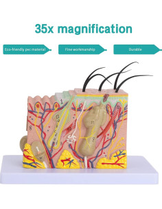 Modelo Anatómico de Piel LVCHEN 35X para Educación Médica 2