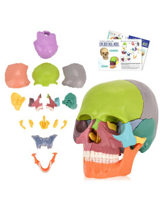 Modelo de Cráneo Humano SimCoach 15 Partes Anatomía Educativa