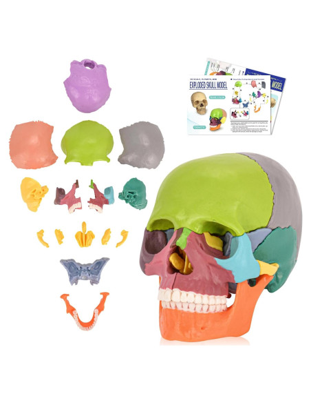 Modelo de Cráneo Humano SimCoach 15 Partes Anatomía Educativa