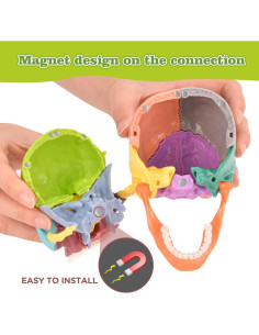 Modelo de Cráneo Humano SimCoach 15 Partes Anatomía Educativa 2