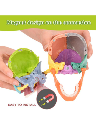 Modelo de Cráneo Humano SimCoach 15 Partes Anatomía Educativa