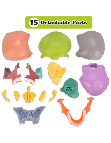 Modelo de Cráneo Humano SimCoach 15 Partes Anatomía Educativa