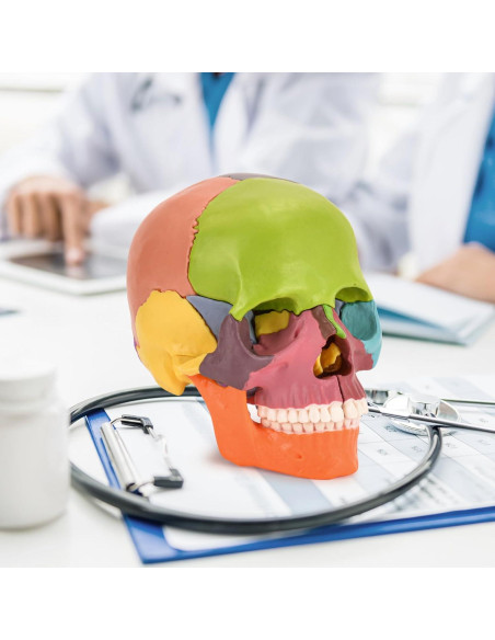 Modelo de Cráneo Humano SimCoach 15 Partes Anatomía Educativa