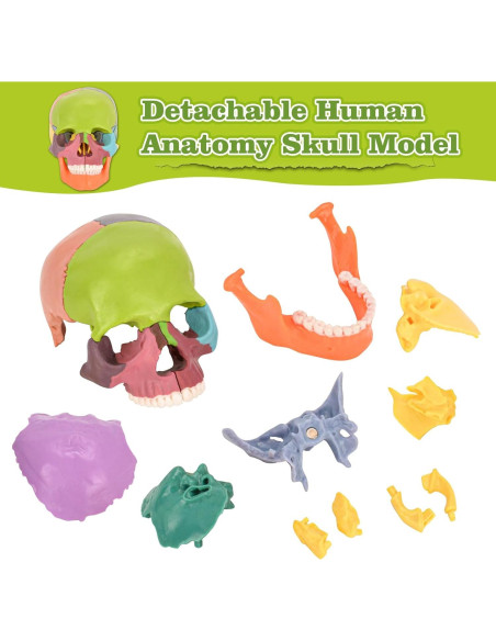 Modelo de Cráneo Humano SimCoach 15 Partes Anatomía Educativa