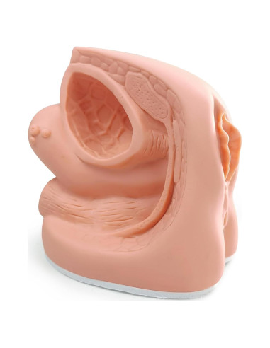 Modelo de Cateterismo Femenino MediTrainer 22.5x15.5 cm