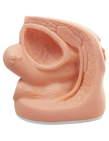 Modelo de Cateterismo Femenino MediTrainer 22.5x15.5 cm