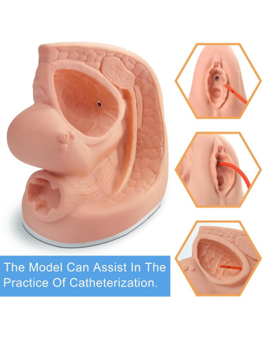 Modelo de Cateterismo Femenino MediTrainer 22.5x15.5 cm