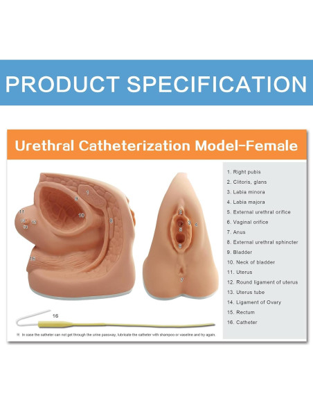 Modelo de Cateterismo Femenino MediTrainer 22.5x15.5 cm