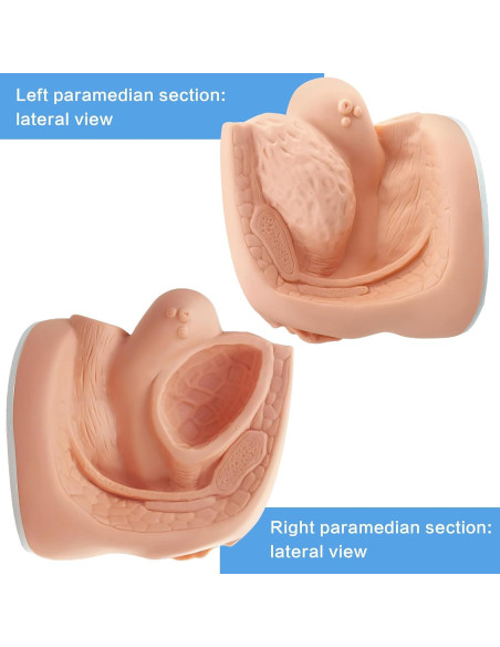 Modelo de Cateterismo Femenino MediTrainer 22.5x15.5 cm