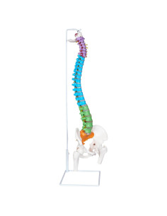 Modelo Anatómico de Columna Vertebral NLShan 88 cm Flexible