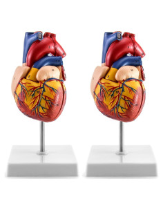 Modelo Anatómico de Corazón QWORK - 2 Piezas Tamaño Natural