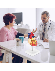 Modelo Anatómico de Corazón QWORK - 2 Piezas Tamaño Natural 2