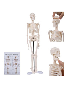 Modelo de Esqueleto Humano YASRKML 44.9 cm con Cráneo Removible
