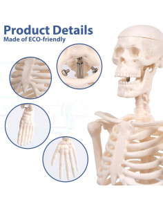 Modelo de Esqueleto Humano YASRKML 44.9 cm con Cráneo Removible 2