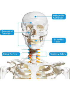 Modelo de Esqueleto Humano Breesky 180 cm con Soporte Rodante 2